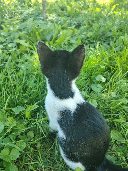 Котик / кіт / кошеня