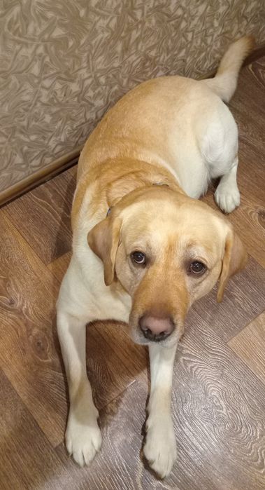 Вязка кобель Лабрадора