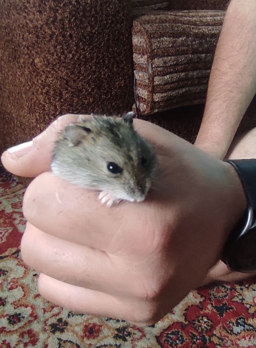 Продам хом'яка джунгарика