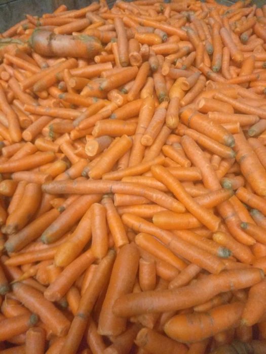 Marchew paszowa. Transport gratis