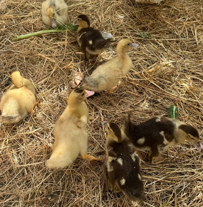 Patos mudos com 1 mês e meio e 3 dias