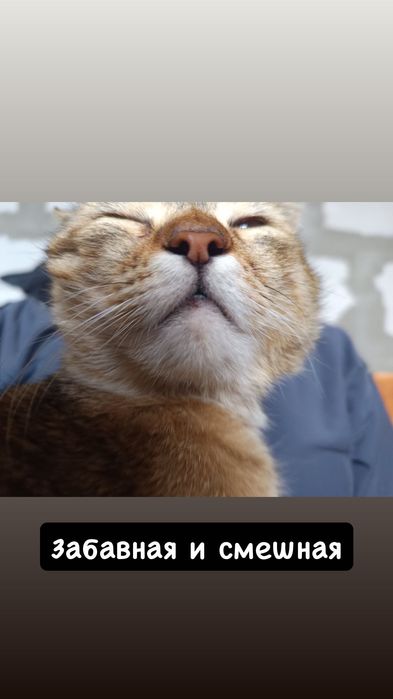 Милая кошечка бесплатно