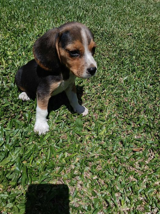 Beagle macho tricolor só