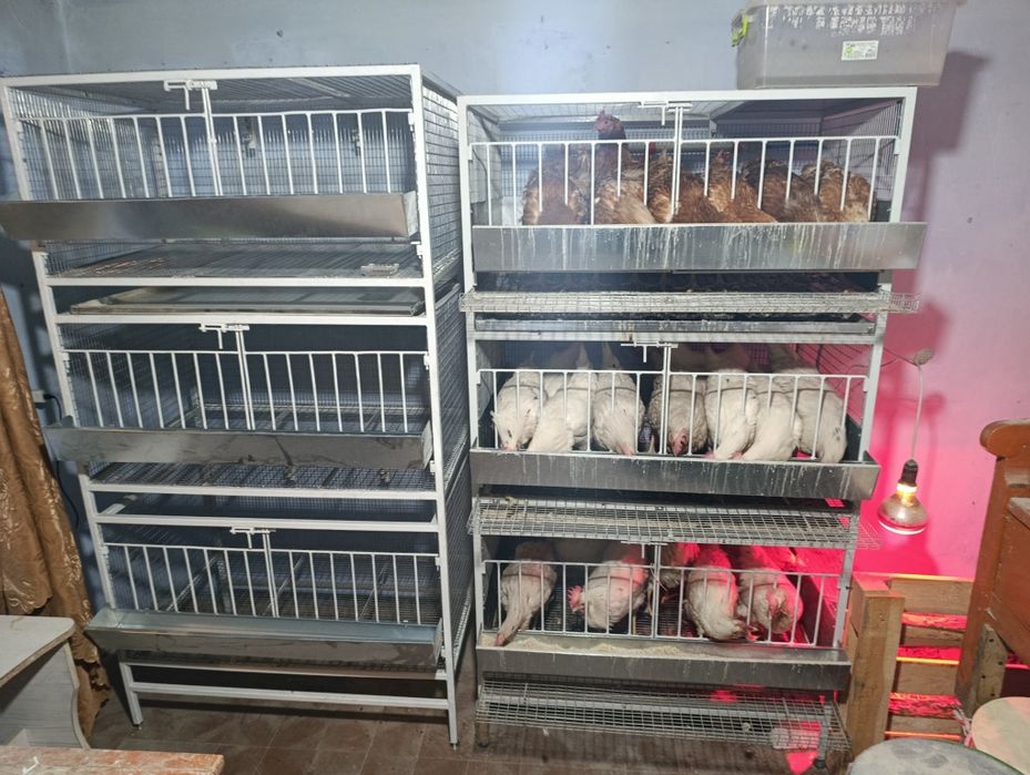 Клітка для несучок