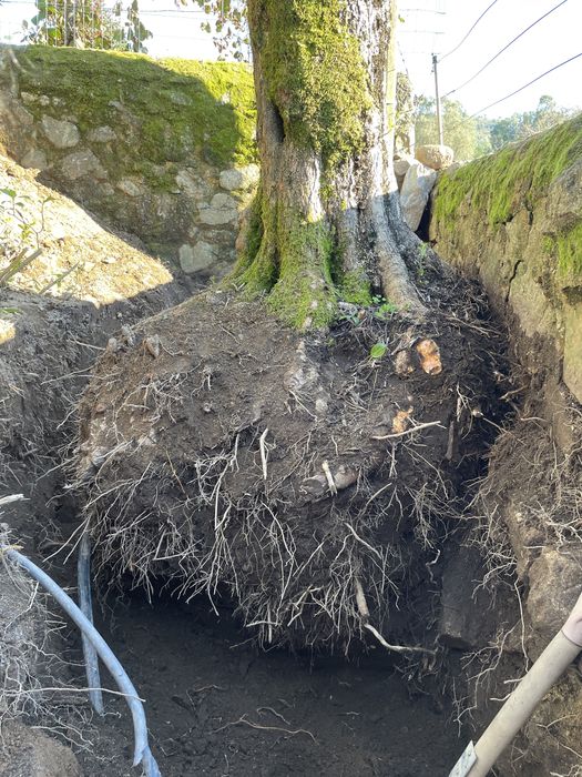 Oliveira ornamental com mais de 100 anos