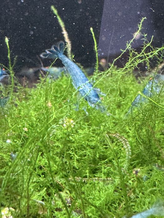 Neocaridina blue OE