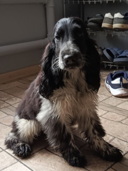 Piesek rasy Cocker Spaniel