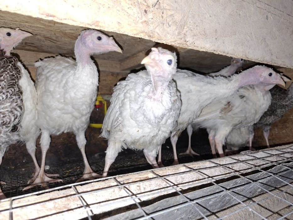 Індики, підрощені індичата