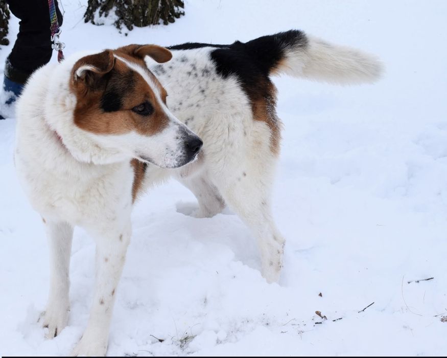 Laki,duży cudowny pies
