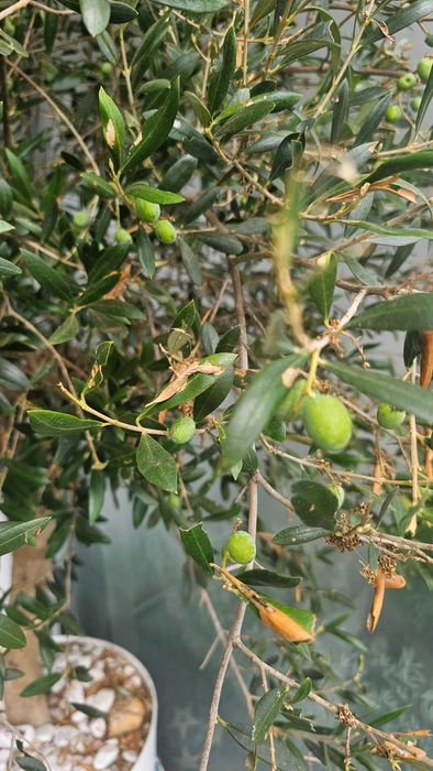 Oliveira de 7 anos plantada em vaso grande - Está a dar azeitonas