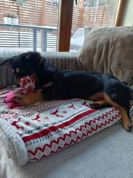 Śliczna SANTA szuka kochającego domu