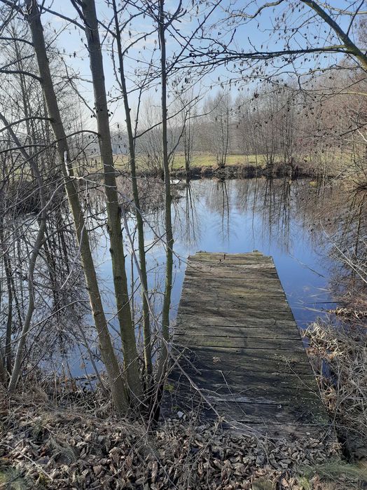 Wydzierżawię działki leśno-rolne
