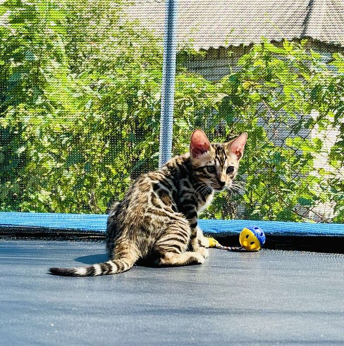 Бенгальские котята Днепр