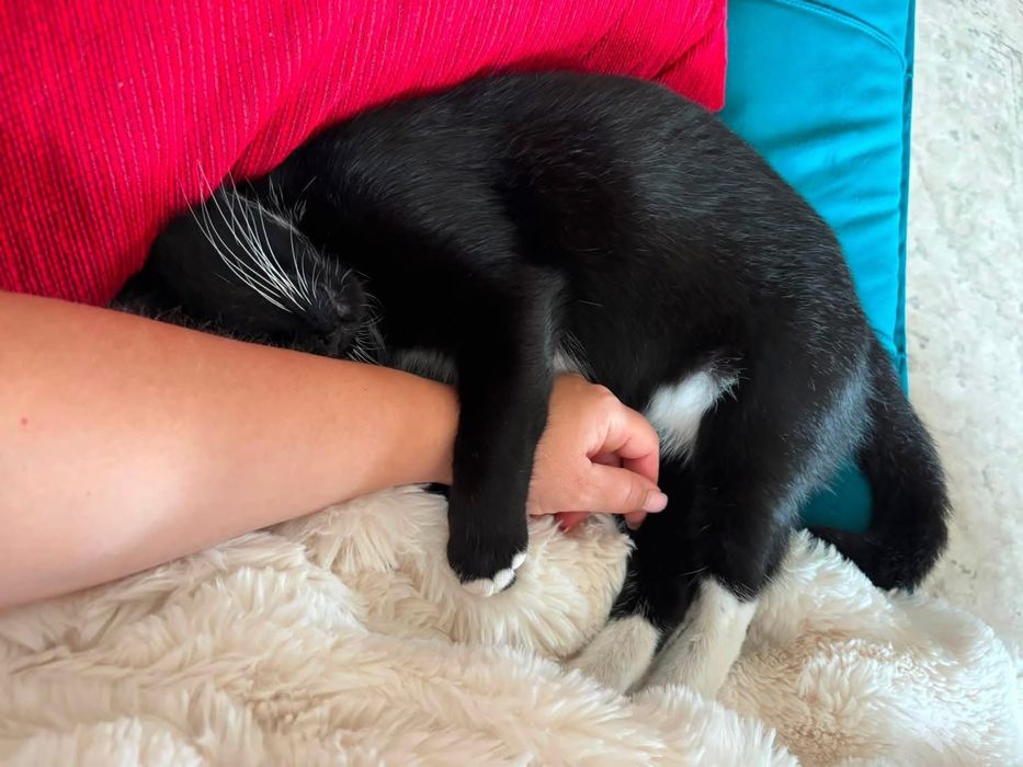 Cat for an adoption