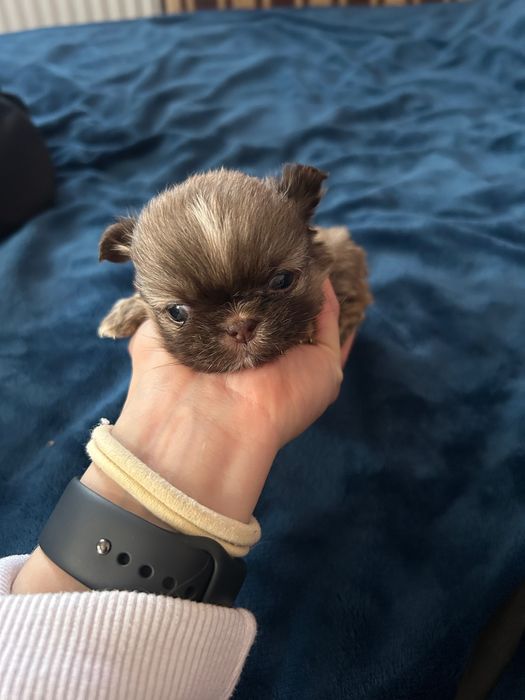 Цуценята Пікінес