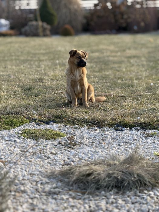 Małe psy/szczeniaki