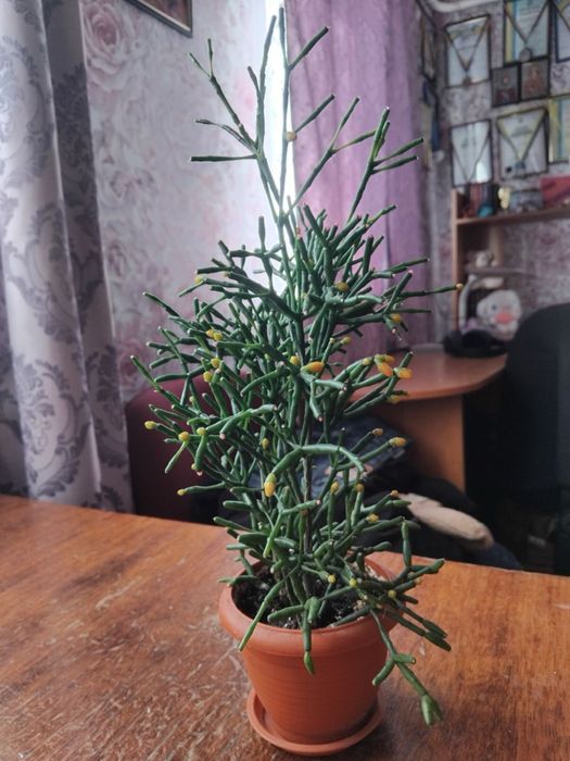 Хатіора сукулент