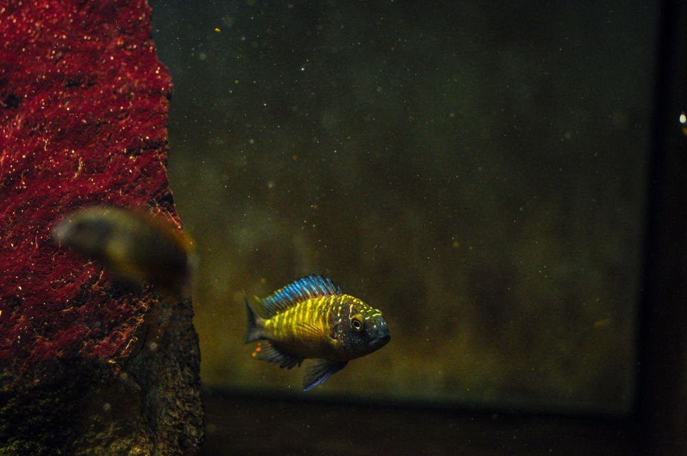 Ciclideos do Tanganyika, grupo 12 tropheus mpulungu f1