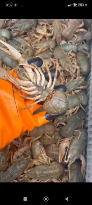 Живі раки оптом і в роздріб