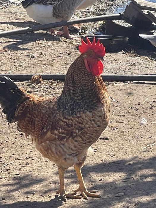 Vendo galos caseiros