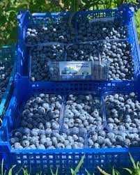 Голубика! 2-3 ЛЕТНИЕ САЖЕНЦЫ! Множество сортов! Дюк, Чендлер, Торо