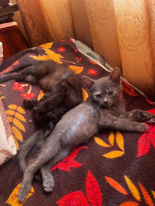 Віддам котиків, дівчатка
