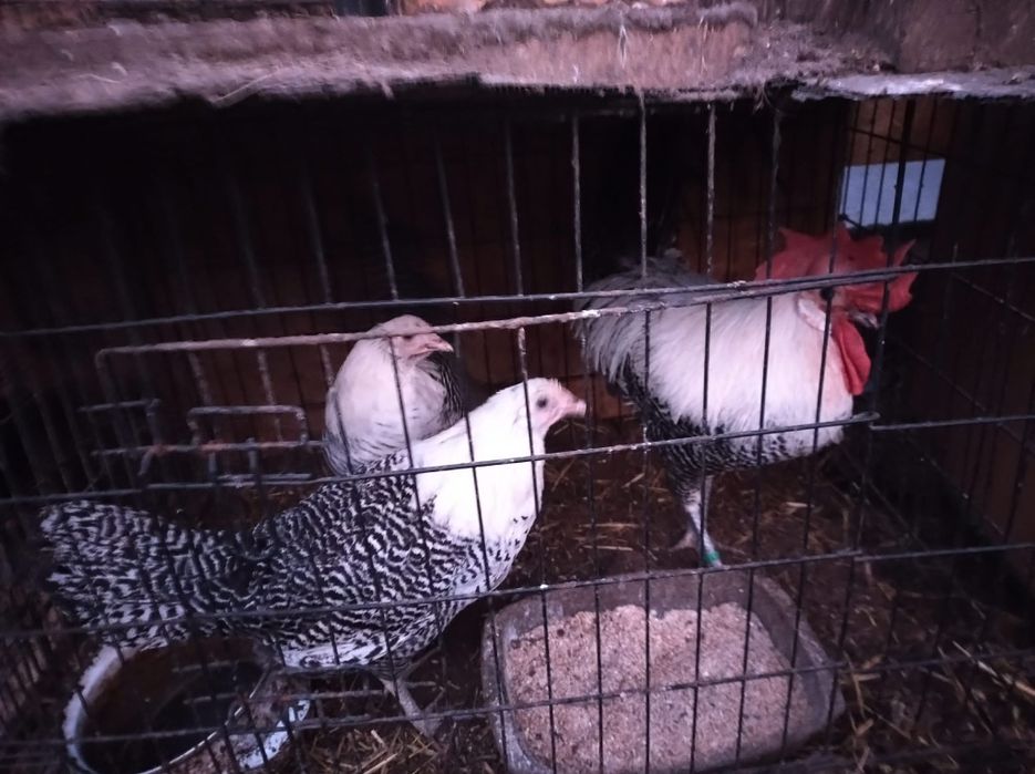 Brahma, Brakle,silki