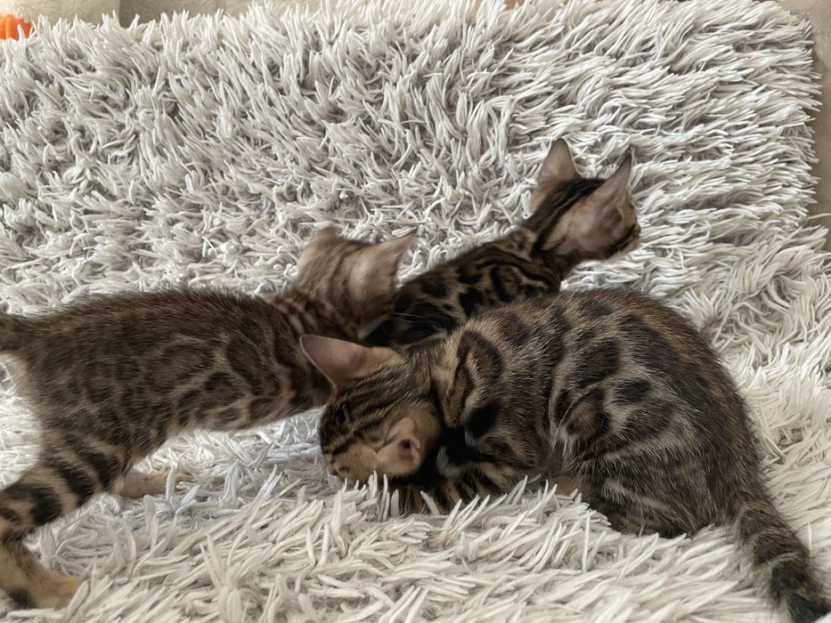 Бенгальські котики