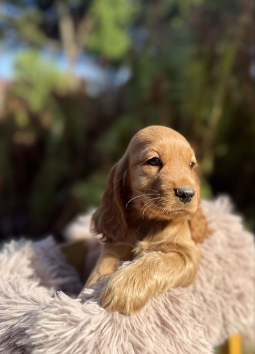 Wyjątkowa! Mocno złota sunia Cocker Spaniel Angielski z rodowodem pokoleniowym i wyprawką
