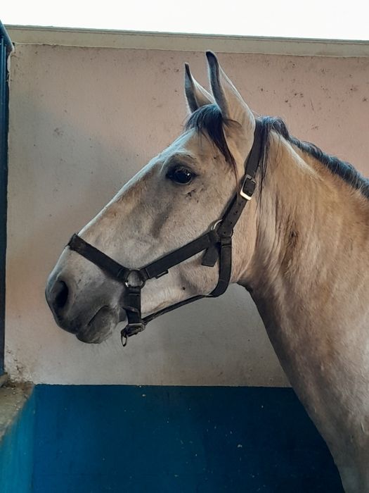 Poldro cruzado de 4 anos, filho de pai lusitano