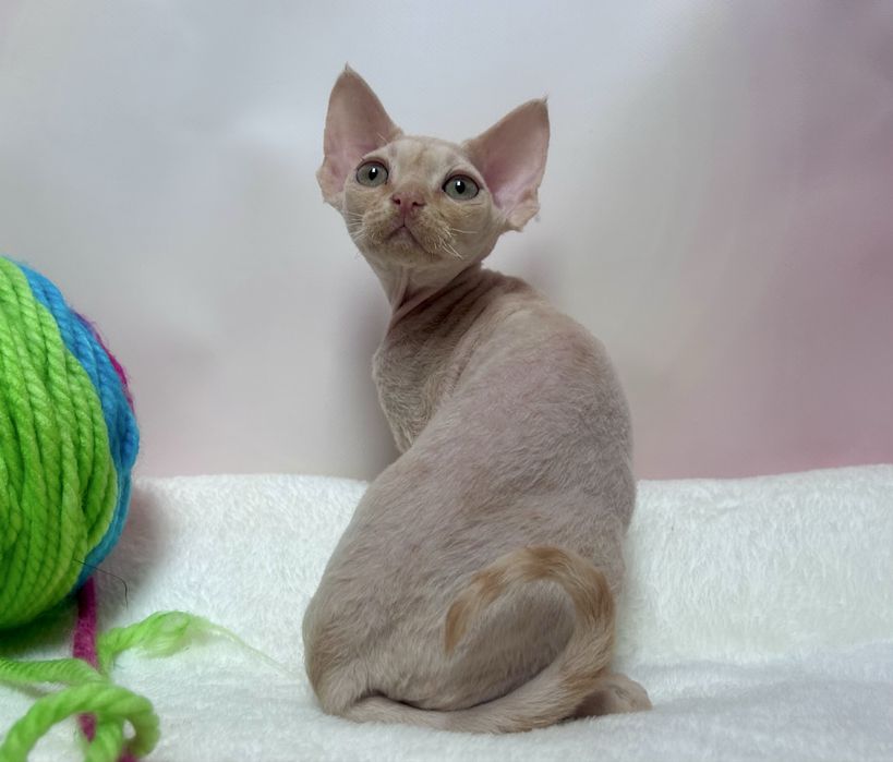 Uroczy kocurek devon rex, rudy,FPL, FIFE