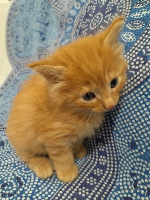 Gatinho Bosques da Noruega