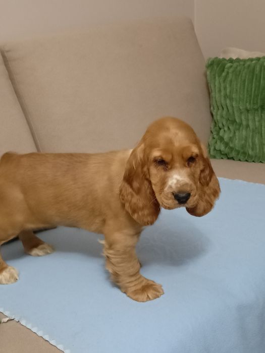 Suczka Cocker spaniel angielski