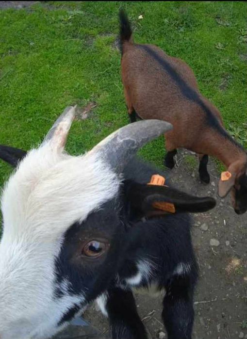 Kozy kózki miniaturki 2 kózki i capek