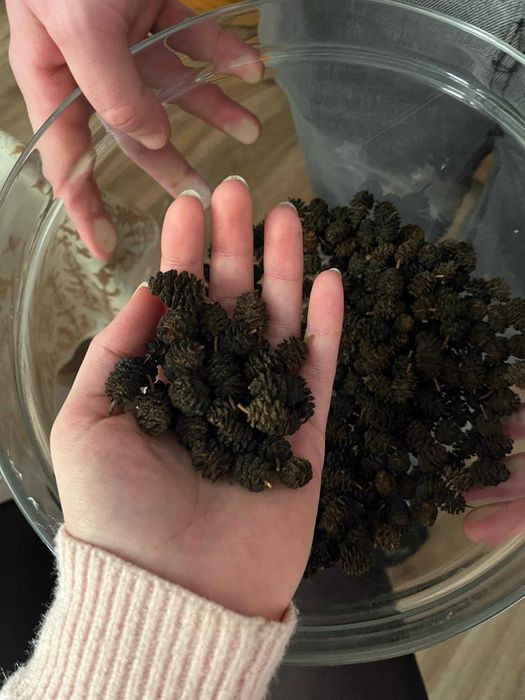 Szyszki Olchy czarnej 100 sztuk do akwariów