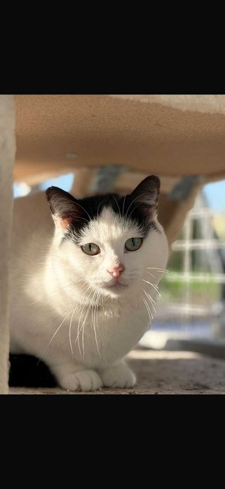 Gato para adoçao(Sky)