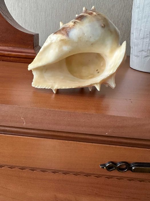 Ракушки (мушлі) для декора