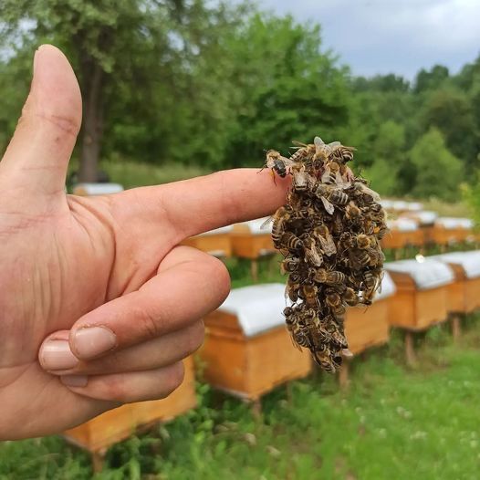 Продам бджолопакети