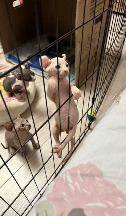 Клітка манеж с дверкой 180х60х76 см клетка для собак кошек щенков