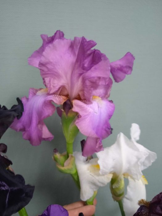 Високі крупні бородаті іриси петушки  клубні