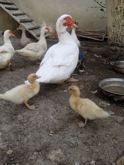 Продам сім'ями або окремо різний молодняк мускусних качок