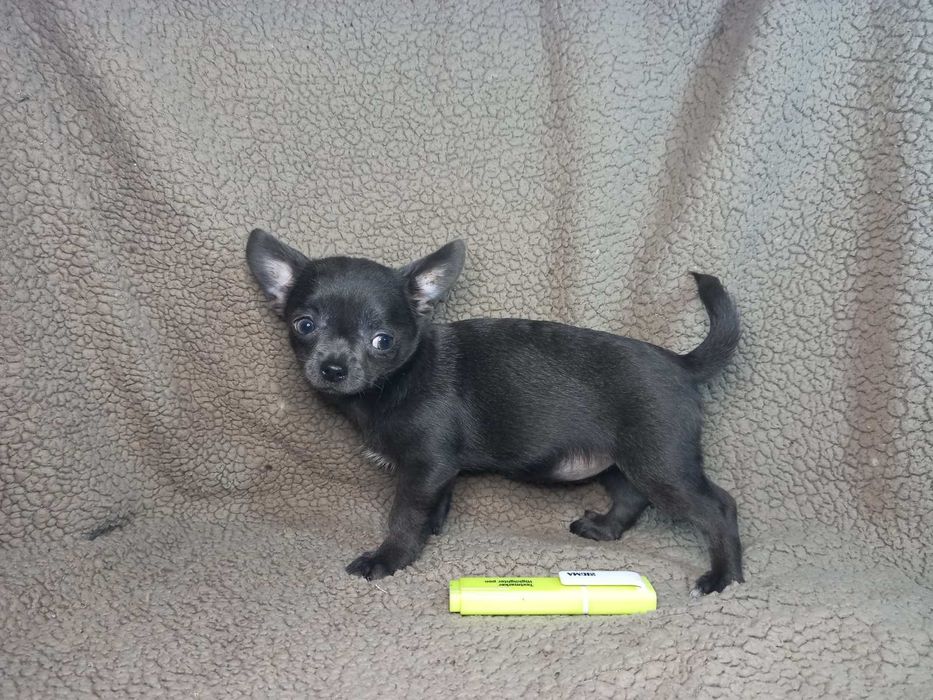 Чихашка  дівчинка.