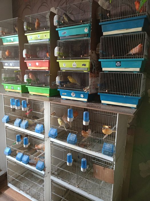 Kanarki kolorowe żołte i czerwone.