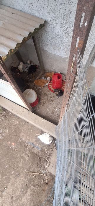 Frangos de raça com 2 meses
