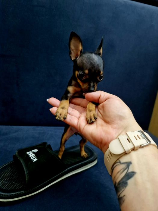 Kochana kieszonkowa maleńka  suczka pinczerek