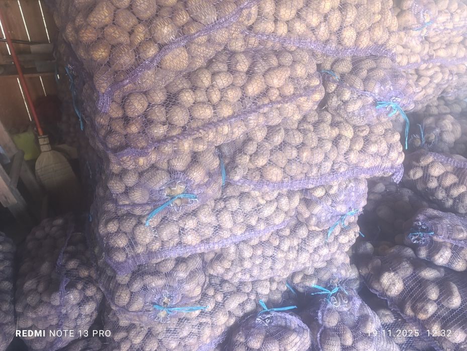 Насіння картоплі Арізона