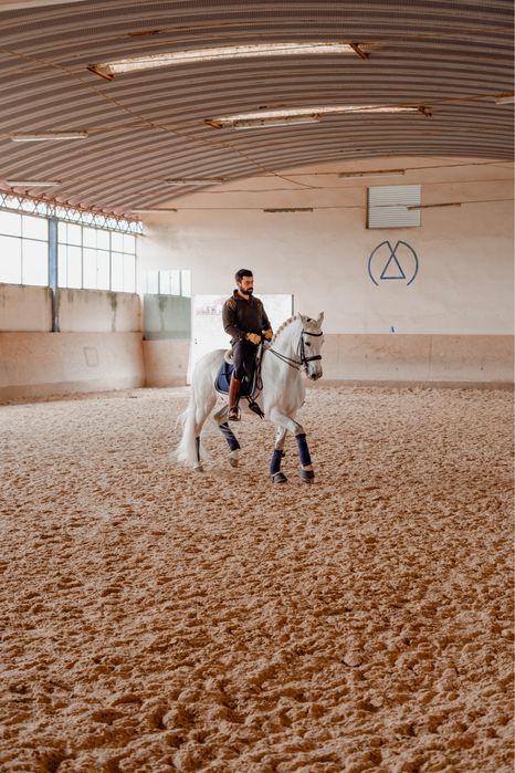 Cavalo cruzado 10 anos