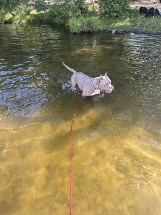Американський буллі вʼязка