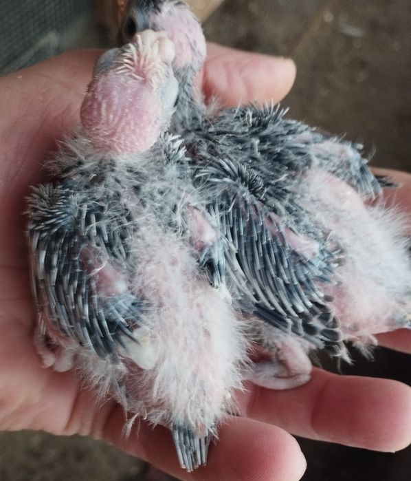 Caturras para domésticar e agaponis