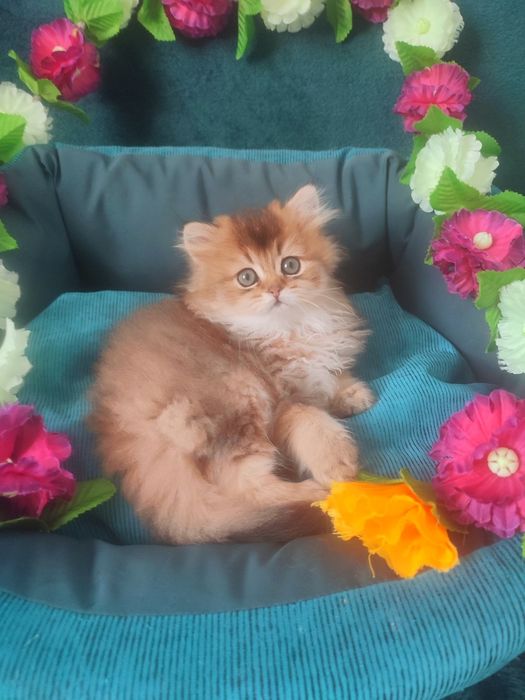Британская золотая шиншилла, котёнок британец